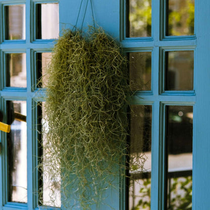 Plante aérienne - Set de 6 - Tillandsia usneoides - Hauteur 25-40cm - ⌀5cm - TD Plantz