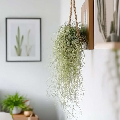 Plante aérienne - Set de 6 - Tillandsia usneoides - Hauteur 25-40cm - ⌀5cm - TD Plantz