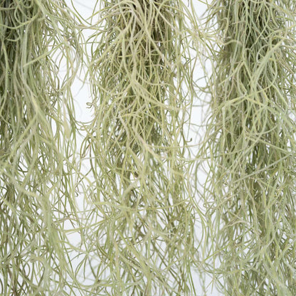 Plante aérienne - Set de 6 - Tillandsia usneoides - Hauteur 25-40cm - ⌀5cm - TD Plantz