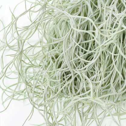 Plante aérienne - Set de 6 - Tillandsia usneoides - Hauteur 25-40cm - ⌀5cm - TD Plantz