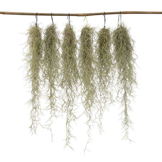 Spanish moss - 6 pcs. - Tillandsia usneoides - Height 25-40cm - ⌀5cm