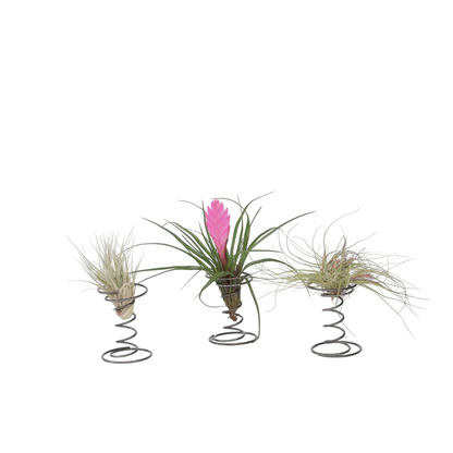 Air Plant on spiral - 3 pcs. - Tillandsia - Height 5-15cm - ⌀5cm