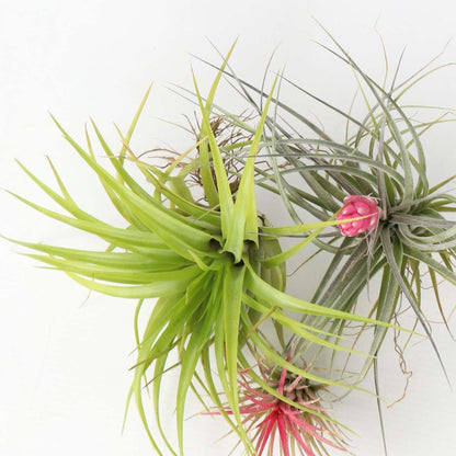 Air Plant - 6 pcs. - Tillandsia - Height 5-15cm - ⌀5cm