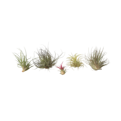 Air Plant - 5 pcs. - Tillandsia - Height 5-15cm - ⌀5cm