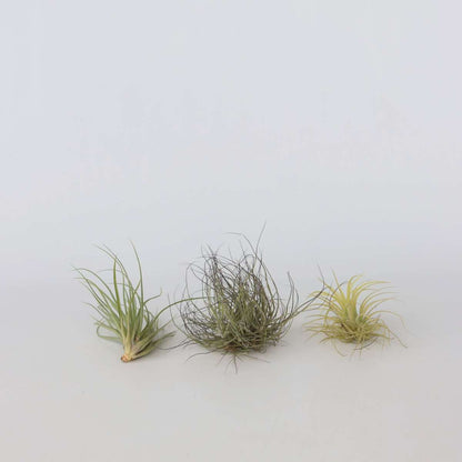Air Plant - 6 pcs. - Tillandsia - Height 5-15cm - ⌀5cm