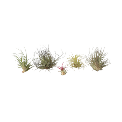 Air Plant - 6 pcs. - Tillandsia - Height 5-15cm - ⌀5cm