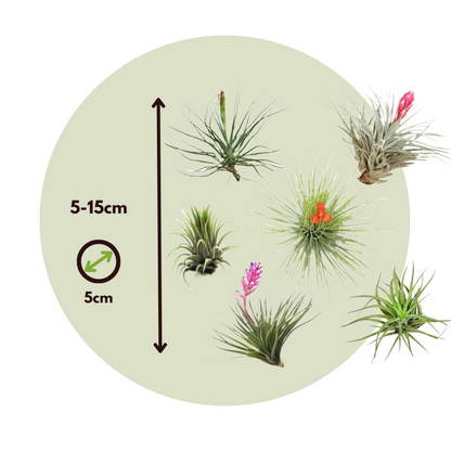 Air Plant - 6 pcs. - Tillandsia - Height 5-15cm - ⌀5cm