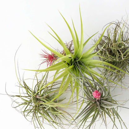Air Plant - 24 pcs. - Tillandsia - Height 5-15cm - ⌀5cm