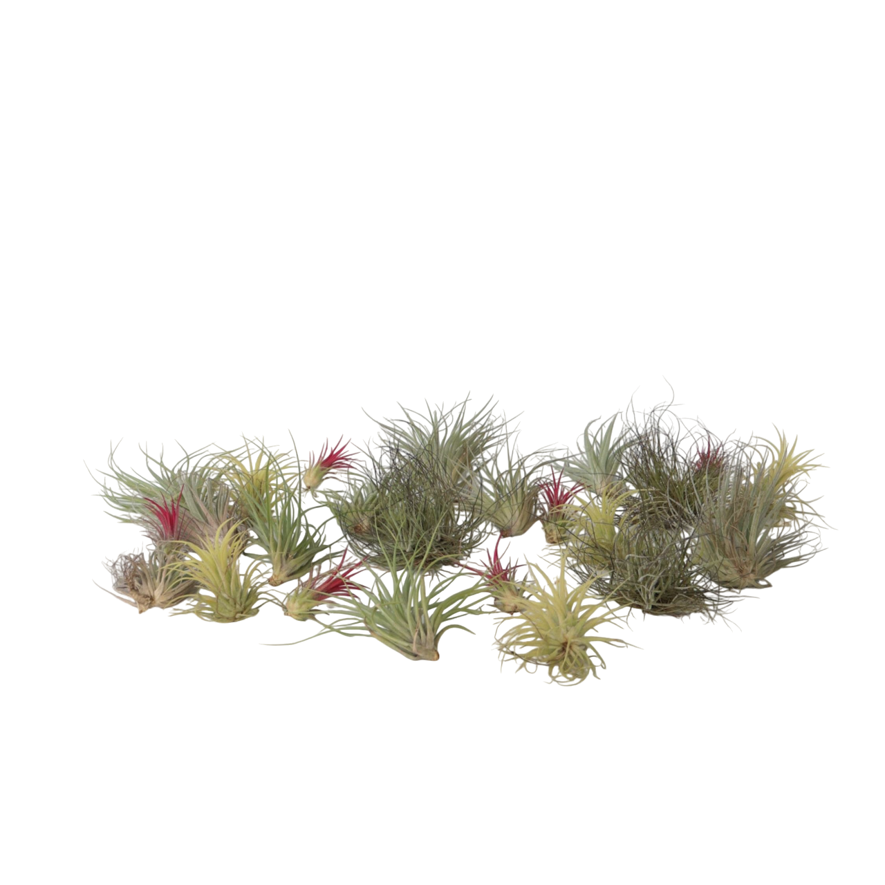 Air Plant - 24 pcs. - Tillandsia - Height 5-15cm - ⌀5cm