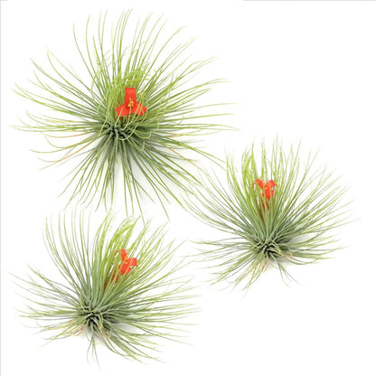 Air Plant - 3 pcs. - Tillandsia 'Andreana' - Height 5-15cm - ⌀5cm