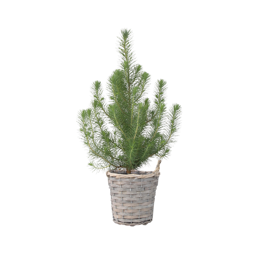 Stone pine - Pinus Pinea 'Silver Crest' - Height 40-50cm - ⌀15cm