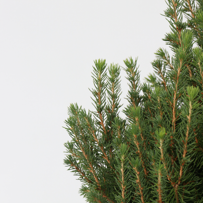 Dwarf Alberta Spruce - Picea glauca conica 'December' - Height 75cm - ⌀21cm