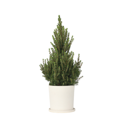 Dwarf Alberta Spruce - Picea glauca conica 'December' - Height 75cm - ⌀21cm