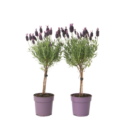 Lavande vraie - Set de 2 - Lavandula stoechas 'Anouk' - Hauteur 30-40cm - ⌀12cm