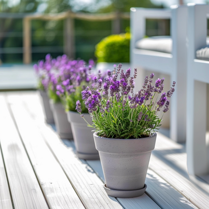 Lavande vraie - Set de 2 - Lavandula stoechas 'Anouk' - Hauteur 25-35cm - ⌀15cm