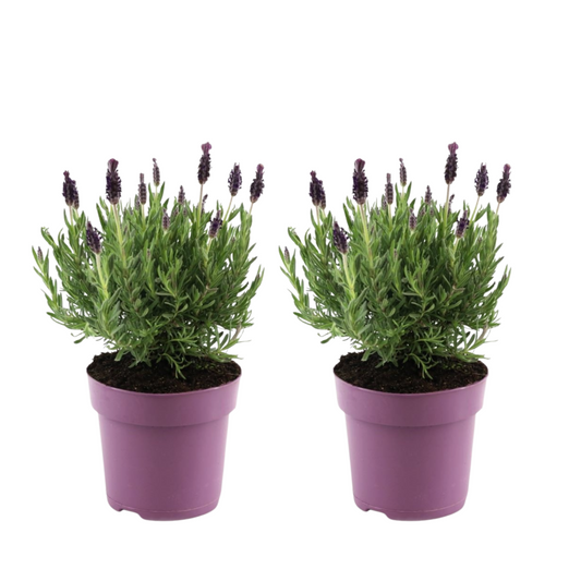 Lavender bush - 2 pcs. - Lavandula stoechas 'Anouk' - Height 25-35cm - ⌀15cm