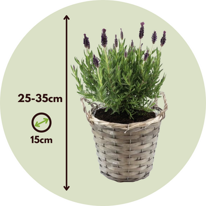 Lavande vraie - Set de 2 - Lavandula stoechas 'Anouk' - Hauteur 25-35cm - ⌀15cm