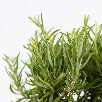 Romarin - Set de 12 - Rosmarinus officinalis - Hauteur 10-20cm - ⌀9cm