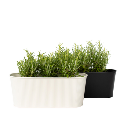 Romarin - Set de 12 - Rosmarinus officinalis - Hauteur 10-20cm - ⌀9cm