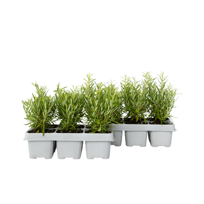 Romarin - Set de 12 - Rosmarinus officinalis - Hauteur 10-20cm - ⌀9cm