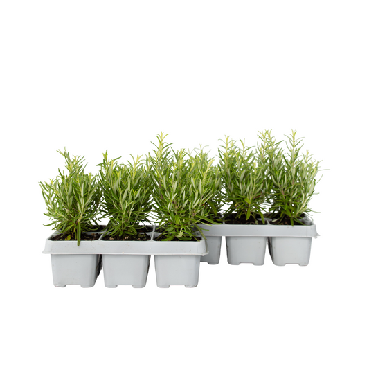 Rosemary - 12 pcs. - Rosmarinus officinalis - Height 10-20cm - ⌀9cm