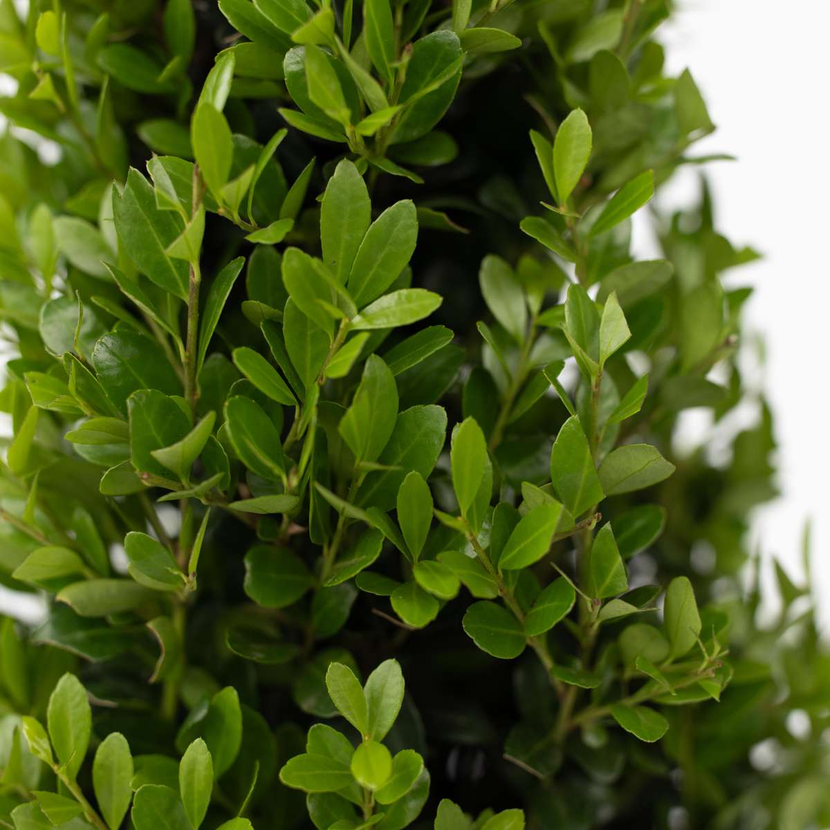 Japanese holly - Ilex crenata 'Jenny' - Height 30-40cm - ⌀17cm