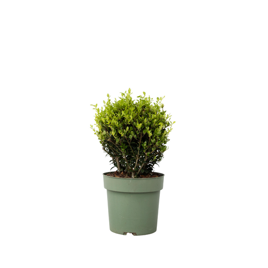 Japanese holly - Ilex crenata 'Jenny' - Height 30-40cm - ⌀17cm