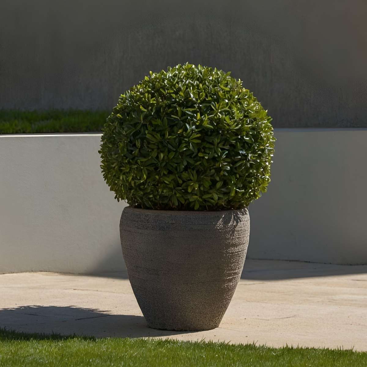 Japanese holly - Ilex crenata 'Jenny' - Height 30-40cm - ⌀17cm