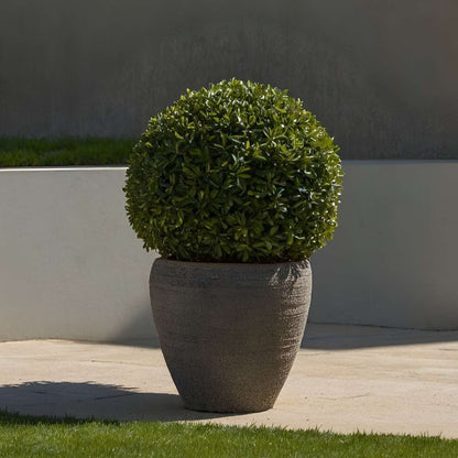 Japanese holly - Ilex crenata 'Jenny' - Height 30-40cm - ⌀17cm