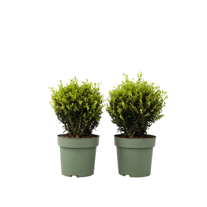 Houx crenelé - Ilex crenata 'Jenny' - Hauteur 30-40cm - ⌀17cm