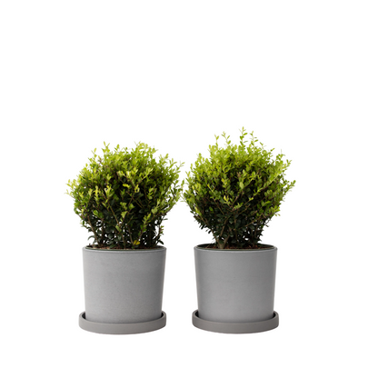 Houx crenelé - Ilex crenata 'Jenny' - Hauteur 30-40cm - ⌀17cm