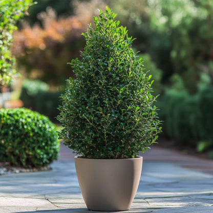 Houx crenelé - Ilex crenata 'Jenny' - Hauteur 55-65cm - ⌀21cm