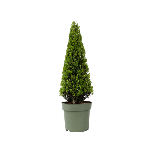 Japanese holly - Ilex crenata 'Jenny' - Height 55-65cm - ⌀21cm