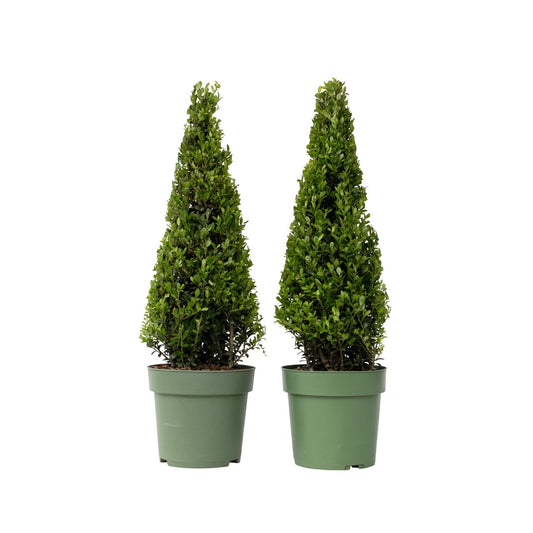 Japanese holly - 2 pcs. - Ilex crenata 'Jenny' - Height 55-65cm - ⌀21cm
