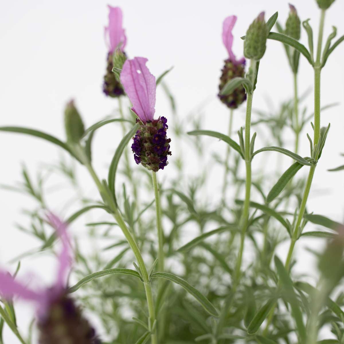 Lavender - Lavandula stoechas 'Anouk' - Height 45-55cm - ⌀15cm