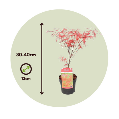 Japanese maple - Acer palmatum 'Amagi-shigure' - Height 30-40cm - ⌀13cm