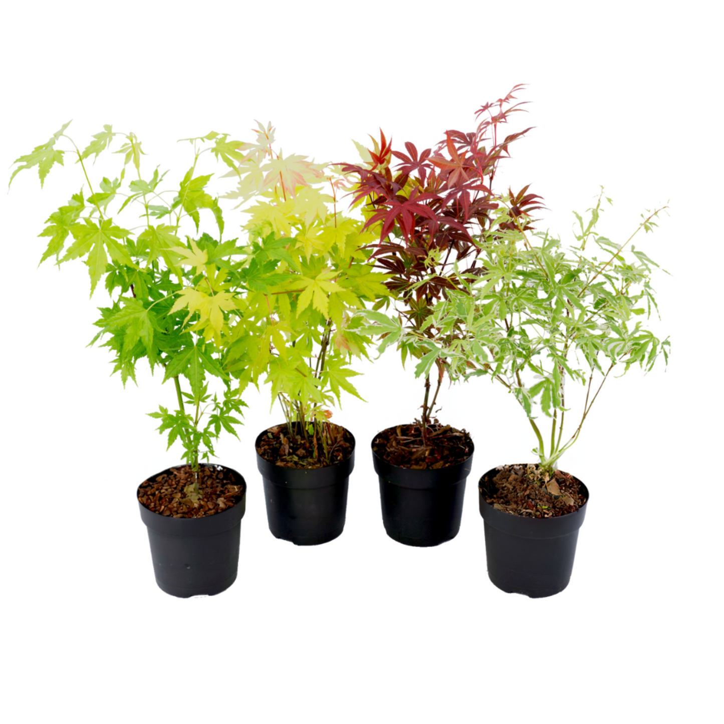 Érable du Japon - Set de 4 - Acer palmatum - Hauteur 25-40cm - ⌀10,5cm