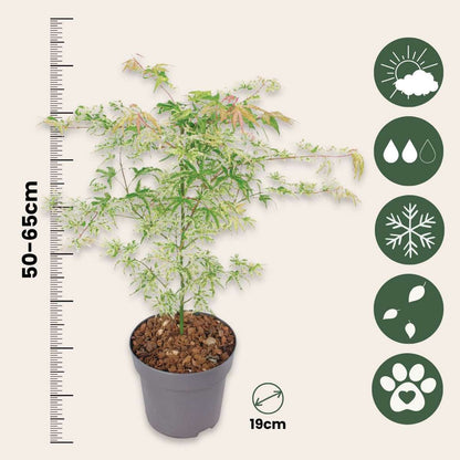 Érable du Japon - Set de 2 - Acer palmatum 'Ukigumo' - Hauteur 50-60cm - ⌀19cm