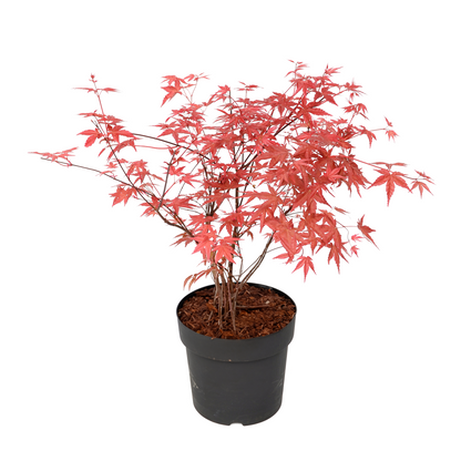 Japanese maple - Acer palmatum 'Beni Maiko' - Height 60-70cm - ⌀19cm