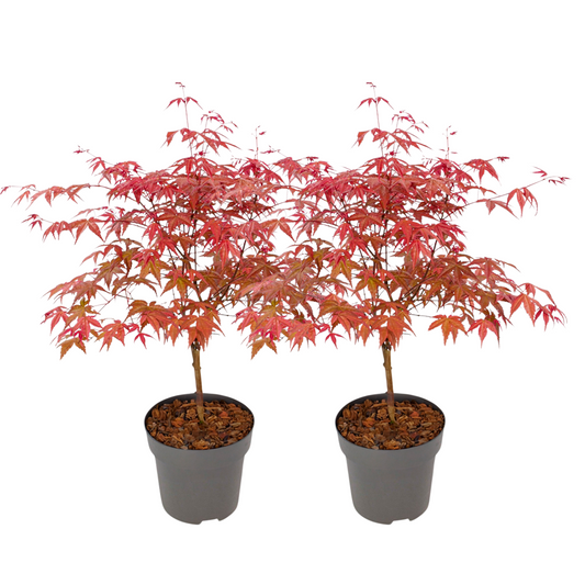 Japanese maple - 2 pcs. - Acer palmatum 'Beni Maiko' - Height 60-70cm - ⌀19cm