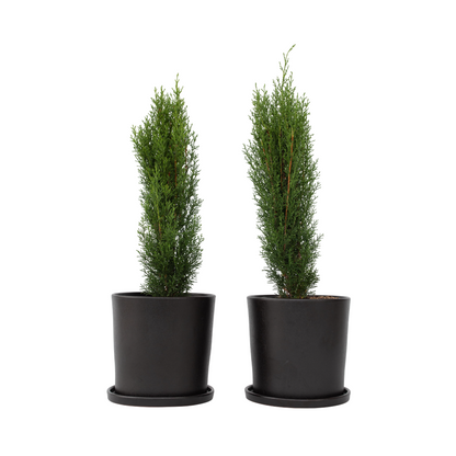 Cyprès de Provence - Set de 2 - Cupressus 'Totem' - H60-80cm - ⌀19cm