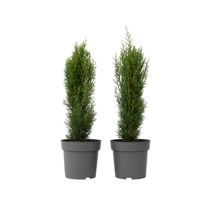 Cyprès de Provence - Set de 2 - Cupressus 'Totem' - H60-80cm - ⌀19cm