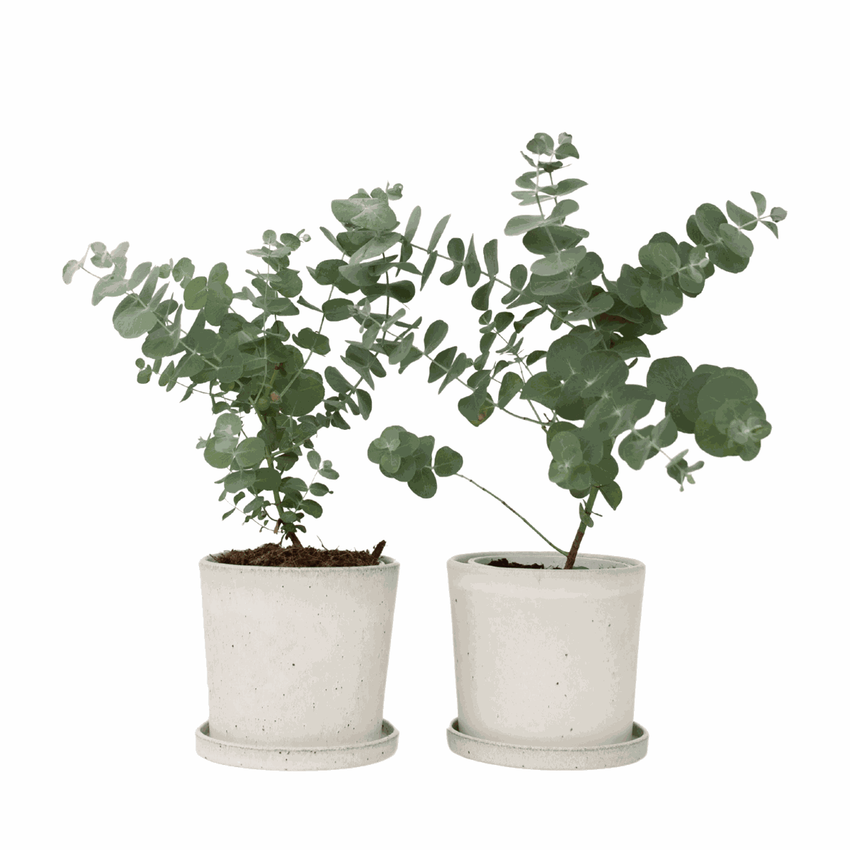 Gum bush - 2 pcs. - Eucalyptus 'Pulverulenta' - Height 25-40cm - ⌀13cm