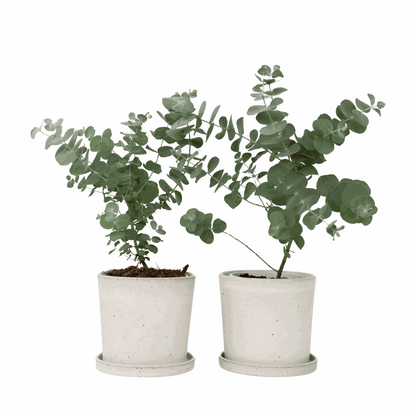 Gum bush - 2 pcs. - Eucalyptus 'Pulverulenta' - Height 25-40cm - ⌀13cm
