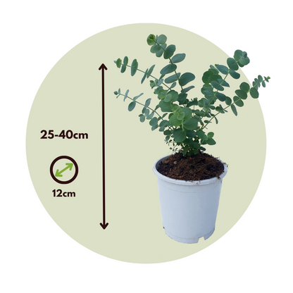 Gum bush - 2 pcs. - Eucalyptus 'Pulverulenta' - Height 25-40cm - ⌀13cm