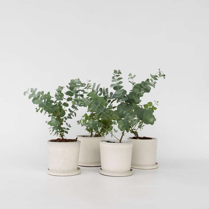 Gum bush - 6 pcs. - Eucalyptus 'Pulverulenta' - Height 25-40cm - ⌀12cm