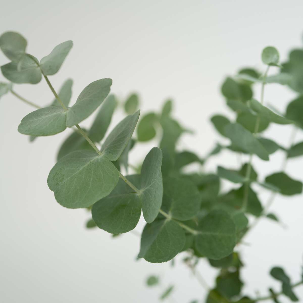 Gum bush - 6 pcs. - Eucalyptus 'Pulverulenta' - Height 25-40cm - ⌀12cm