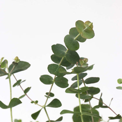 Gommier - Set de 2 - Eucalyptus pulverulenta 'Baby Blue' - H35-45cm - ⌀15cm - TD Plantz