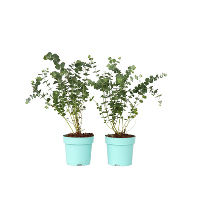 Gommier - Set de 2 - Eucalyptus pulverulenta 'Baby Blue' - H35-45cm - ⌀15cm - TD Plantz