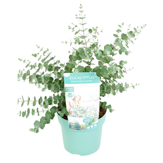 Gum bush - Eucalyptus pulverulenta 'Baby Blue' - Height 40-50cm - ⌀19cm